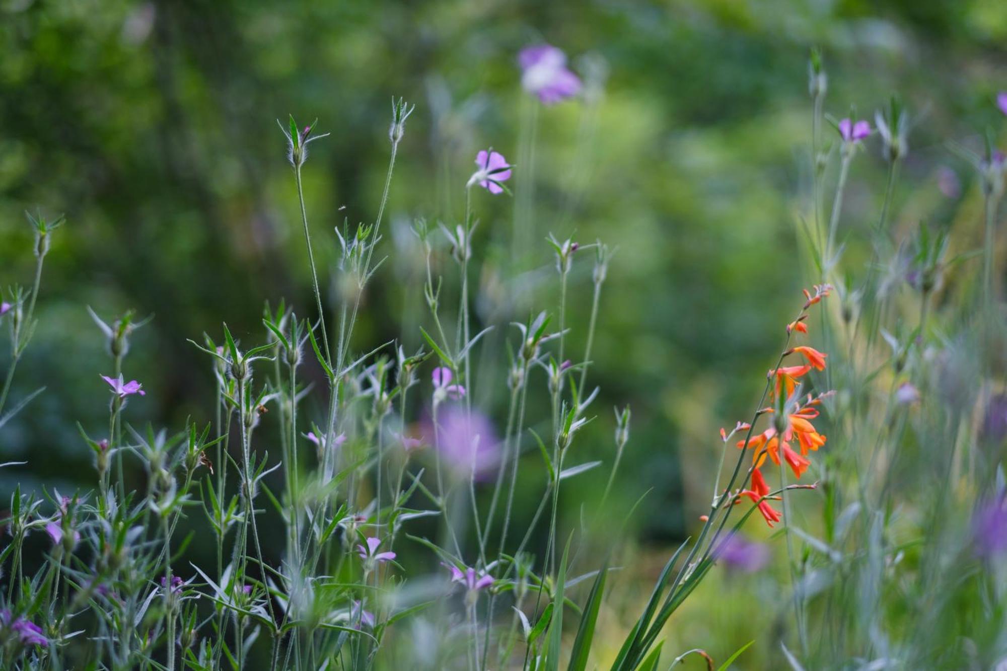 Tig Cottage - A Rural, Quirky, Pet Friendly 2 Bedroom Cottage Near Ballantrae Extérieur photo